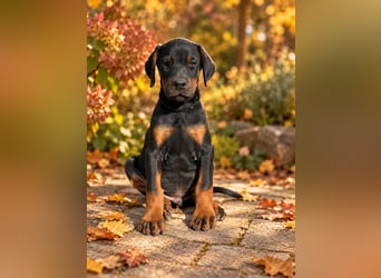 Dobermann Welpen  1  schwarzer Rüde und 1 schwarze Hündin verfügbar