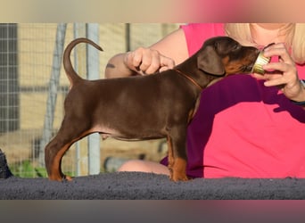 Brauner Dobermann Rüde aus international erfolgreicher FCI-Zucht – Nero di Angelo