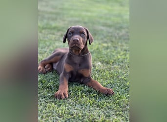 Brauner Dobermann Rüde aus international erfolgreicher FCI-Zucht – Nero di Angelo