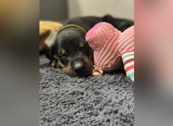 Dobermann Welpen  1  schwarzer Rüde und 1 schwarze Hündin verfügbar