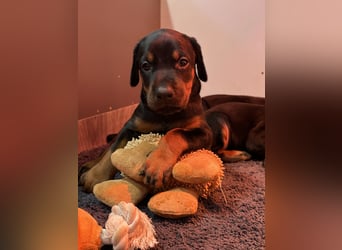 Dobermann Welpen  1  schwarzer Rüde und 1 schwarze Hündin verfügbar