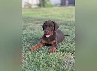 Brauner Dobermann Rüde aus international erfolgreicher FCI-Zucht – Nero di Angelo