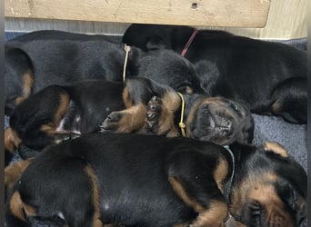Dobermann Welpen  1  schwarzer Rüde und 1 schwarze Hündin verfügbar