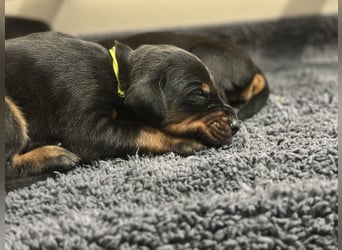 Dobermann Welpen  1  schwarzer Rüde und 1 schwarze Hündin verfügbar