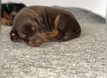 Brauner Dobermann Rüde aus international erfolgreicher FCI-Zucht – Nero di Angelo