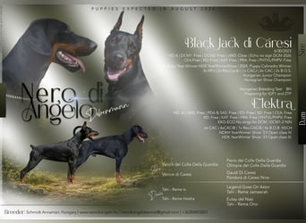 Dobermann Welpen  1  schwarzer Rüde und 1 schwarze Hündin verfügbar