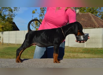 Dobermann Welpen  1  schwarzer Rüde und 1 schwarze Hündin verfügbar