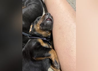 Dobermann Welpen  1  schwarzer Rüde und 1 schwarze Hündin verfügbar