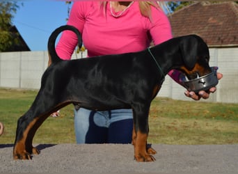 Dobermann Welpen  1  schwarzer Rüde und 1 schwarze Hündin verfügbar