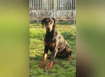 Dobermannhündin 9 Monate alt