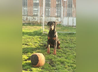 Dobermannhündin 9 Monate alt
