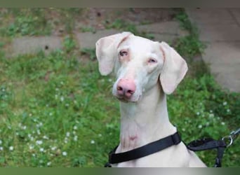 Cyra, Dobermannhündin, geb. 2020, sieht u. hört schlecht, lauffreudig u. aktiv su. erfahrene Hundeh