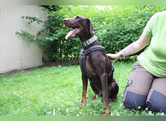 Carlo, Dobermann, geb. 2020, ein loyaler Begleit- und Familienhund