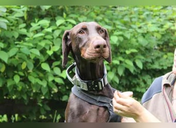 Carlo, Dobermann, geb. 2020, ein loyaler Begleit- und Familienhund