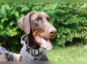 Carlo, Dobermann, geb. 2020, ein loyaler Begleit- und Familienhund