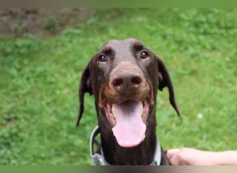 Carlo, Dobermann, geb. 2020, ein loyaler Begleit- und Familienhund