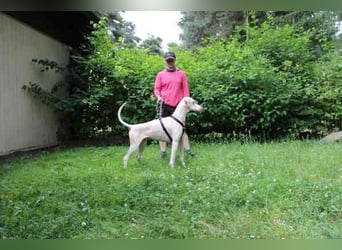 Cyra, Dobermannhündin, geb. 2020, sieht u. hört schlecht, lauffreudig u. aktiv su. erfahrene Hundeh