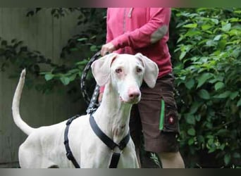Cyra, Dobermannhündin, geb. 2020, sieht u. hört schlecht, lauffreudig u. aktiv su. erfahrene Hundeh