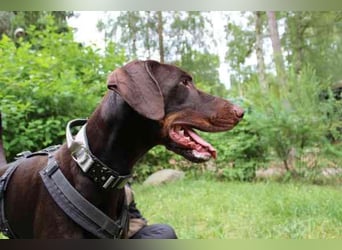 Carlo, Dobermann, geb. 2020, ein loyaler Begleit- und Familienhund