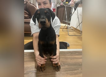 Dobermann welpe schwarze Rüde