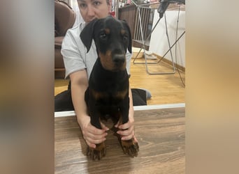 Dobermann welpe schwarze Rüde