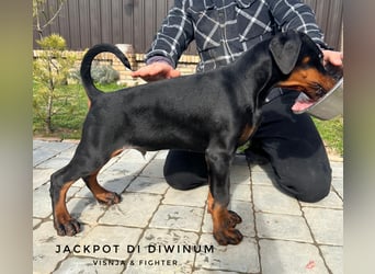 Dobermann welpe schwarze Rüde