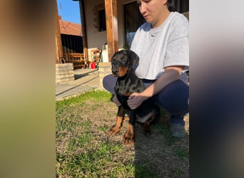 Dobermann welpe schwarze Rüde