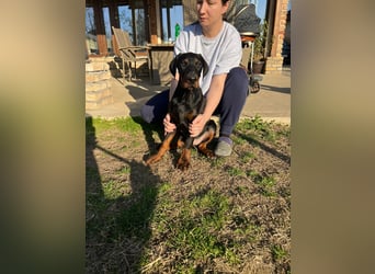 Dobermann welpe schwarze Rüde