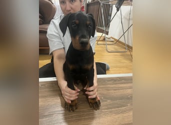 Dobermann welpe schwarze Rüde