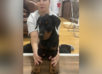 Dobermann welpe schwarze Rüde