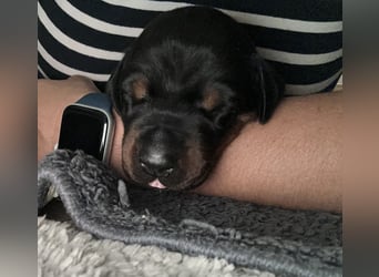 FCI Dobermann Welpe aus Championlinie – Nebula Nero di Angelo