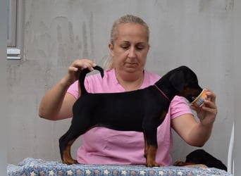 FCI Dobermann Welpe aus Championlinie – Nebula Nero di Angelo