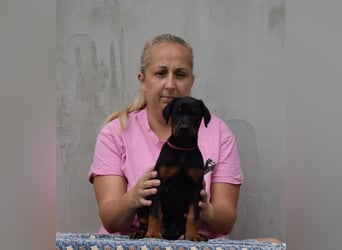 FCI Dobermann Welpe aus Championlinie – Nebula Nero di Angelo