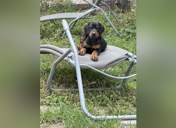 FCI Dobermann Welpe aus Championlinie – Nebula Nero di Angelo