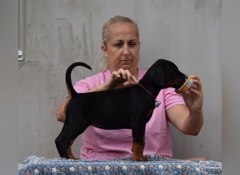 FCI Dobermann Welpe aus Championlinie – Nebula Nero di Angelo