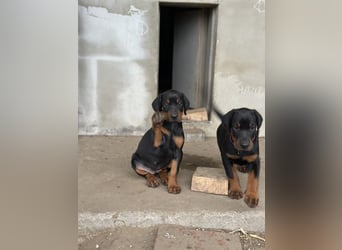 FCI Dobermann Welpe aus Championlinie – Nebula Nero di Angelo