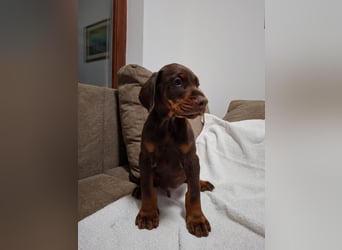 Hochwertige Dobermannwelpen - Best of Sea Croatia