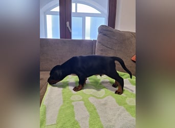 Hochwertige Dobermannwelpen - Best of Sea Croatia