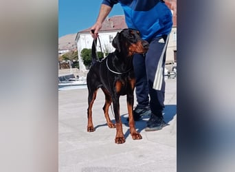 Hochwertige Dobermannwelpen - Best of Sea Croatia