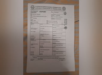 Hochwertige Dobermannwelpen - Best of Sea Croatia