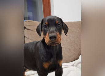 Hochwertige Dobermannwelpen - Best of Sea Croatia