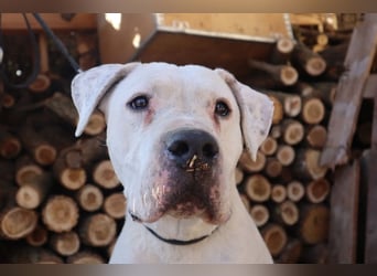 Diesel-DG, Opi sucht letztes Körbchen!