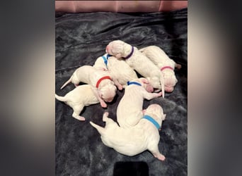 DECKRÜDE reinrassig Dogo Argentino
