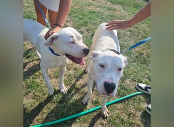 Dogo Argentino - Hündin und Rüde