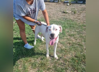 Dogo Argentino - Hündin und Rüde