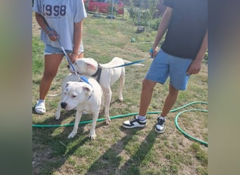 Dogo Argentino - Hündin und Rüde