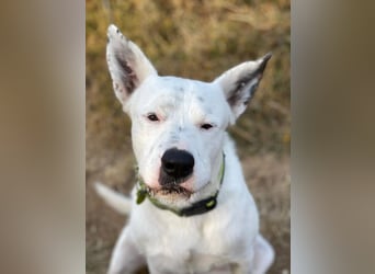 Asta (Spanien) - ein wunderschöner und imposanter „WOW“-Hund