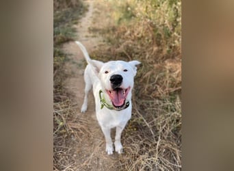 Asta (Spanien) - ein wunderschöner und imposanter „WOW“-Hund
