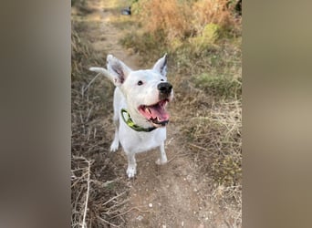 Asta (Spanien) - ein wunderschöner und imposanter „WOW“-Hund
