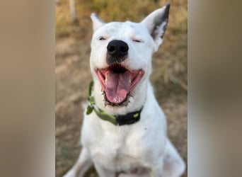 Asta (Spanien) - ein wunderschöner und imposanter „WOW“-Hund